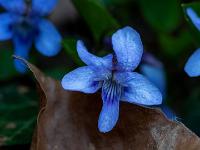 Waldveilchen Nahaufnahme